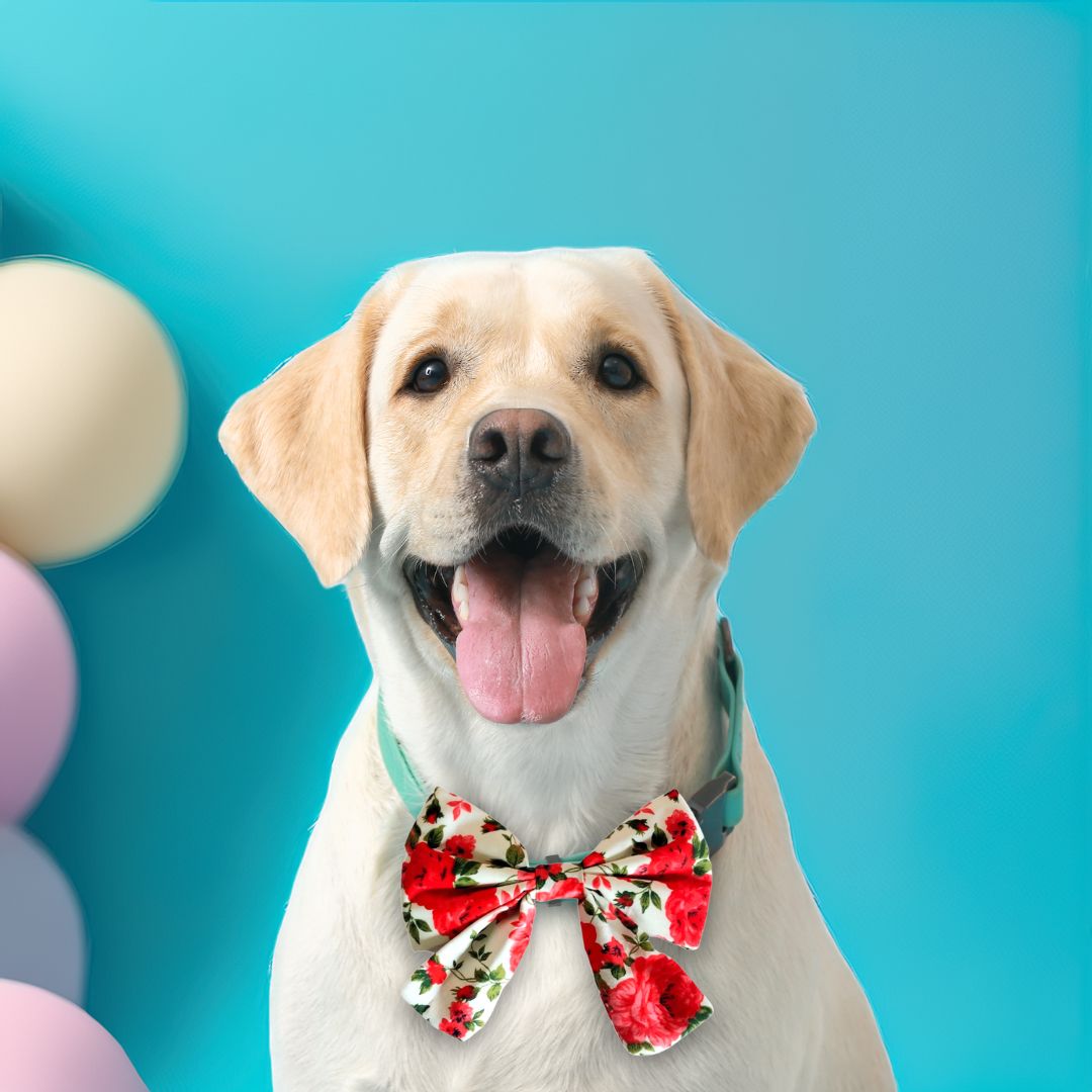 Dog Bows from Wags4Whiskers Pet Accessories Store Online India