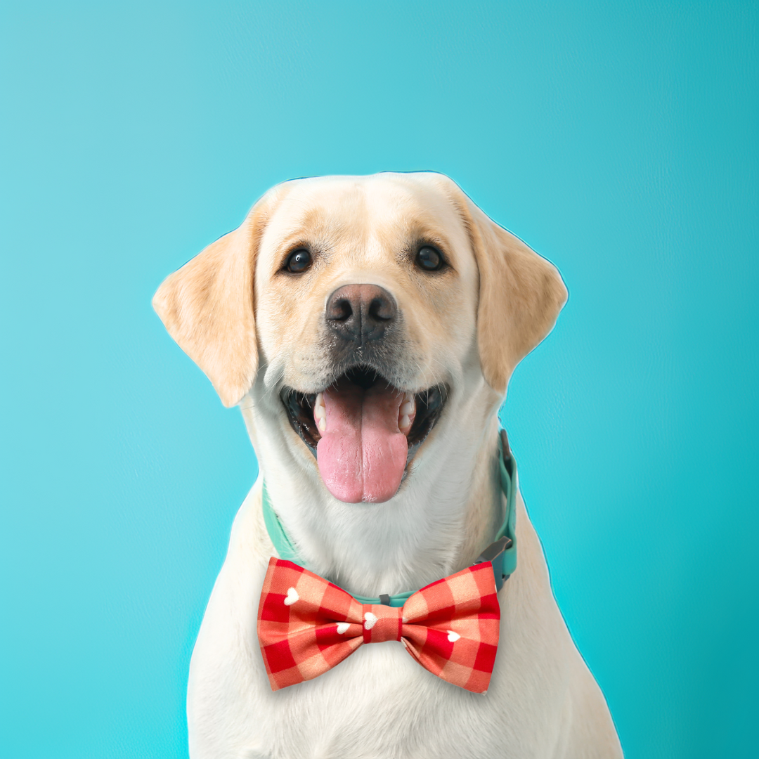 Red Hearts Bows for Cats and Dogs from Wags4Whiskers Pet Store