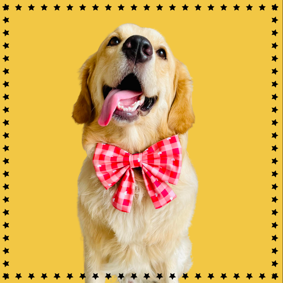 Rolex in our Plaid Hearts Sailor Bow from Wags4Whiskers Pet Supplies Store