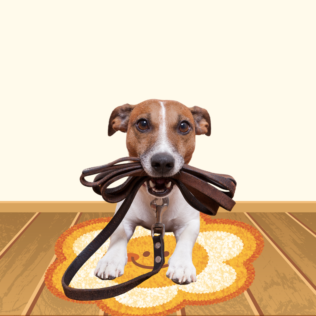 Dog Leashes from Wags4Whiskers Pet Accessories Store