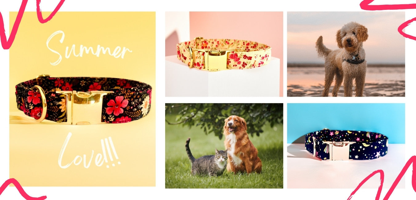 Summer Dog Collars Collection from Wag4Whiskers Pet Supply Store