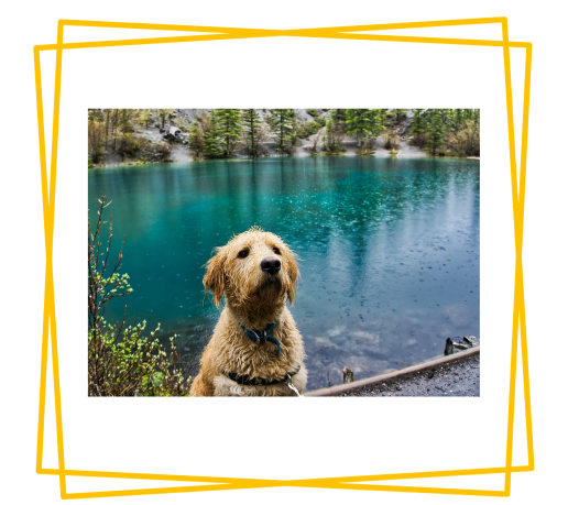 What are the 7 Most Important Monsoon For Pet Parents During The Summer?