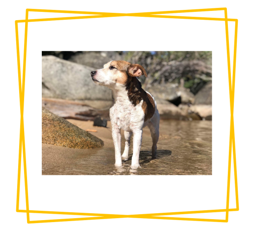 How to comfort your Dog during summer?