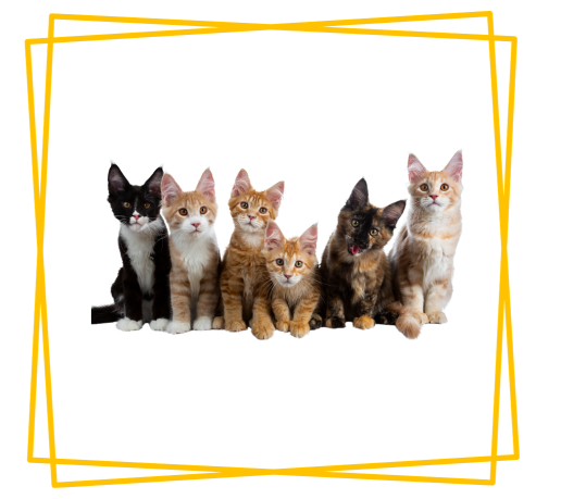 What You Need To Know If You Are Getting Home A Cat?