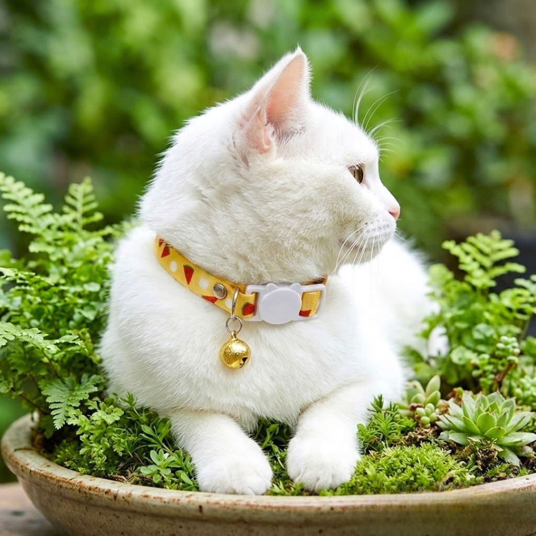 Breakaway Cat Collars from Wags4Whiskers Pet Supplies Store India